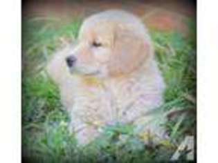 Golden Retriever Puppy for sale in LEXINGTON, NC, USA