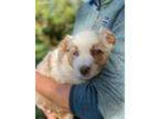 Australian Shepherd Puppy for sale in Twin Falls, ID, USA