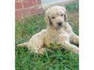 Mutt Puppy for sale in Murrayville, GA, USA
