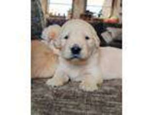 Golden Retriever Puppy for sale in Winnsboro, TX, USA