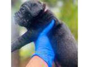 Cane Corso Puppy for sale in Beaumont, TX, USA