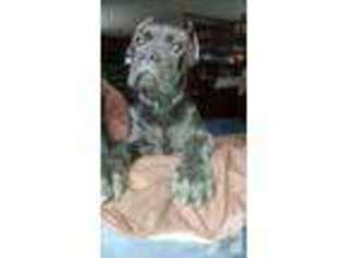 Cane Corso Puppy for sale in HARRIMAN, TN, USA
