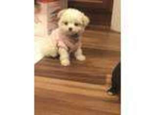 Shih-Poo Puppy for sale in Tabor City, NC, USA