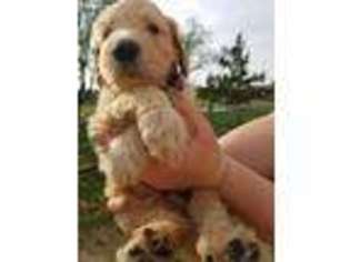 Goldendoodle Puppy for sale in Lawson, MO, USA