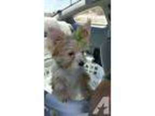 Yorkshire Terrier Puppy for sale in SAN BERNARDINO, CA, USA