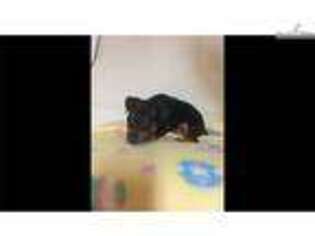 Miniature Pinscher Puppy for sale in Fayetteville, AR, USA