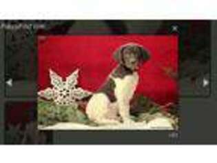 German Shorthaired Pointer Puppy for sale in Atglen, PA, USA