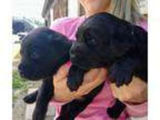 Labrador Retriever Puppy for sale in Old Town, FL, USA