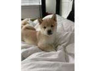 Shiba Inu Puppy for sale in Des Moines, WA, USA