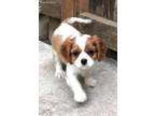 Cavalier King Charles Spaniel Puppy for sale in Riverbank, CA, USA