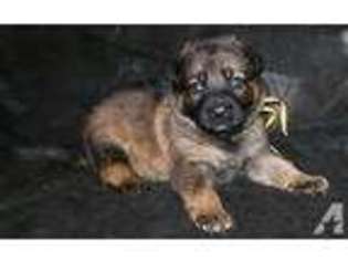 German Shepherd Dog Puppy for sale in CEDAR FALLS, IA, USA
