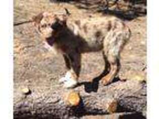 Australian Shepherd Puppy for sale in Mora, NM, USA