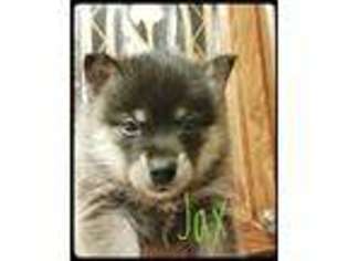 Alaskan Klee Kai Puppy for sale in Raleigh, NC, USA