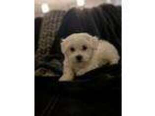 Maltese Puppy for sale in Englewood, NJ, USA