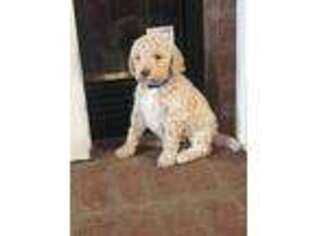 Goldendoodle Puppy for sale in Bainbridge, GA, USA