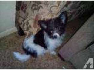 Mutt Puppy for sale in RAMONA, CA, USA