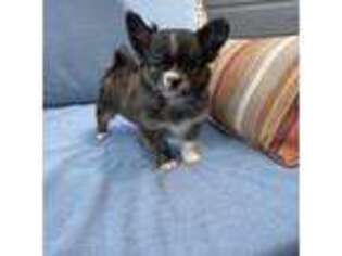Chihuahua Puppy for sale in Yakima, WA, USA