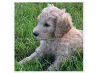 Goldendoodle Puppy for sale in Fenton, IL, USA