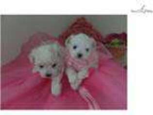 Maltese Puppy for sale in Fort Lauderdale, FL, USA