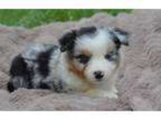 Miniature Australian Shepherd Puppy for sale in Windsor, MO, USA
