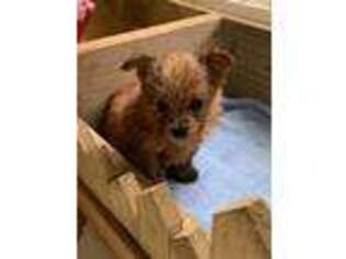 Yorkshire Terrier Puppy for sale in Cornelia, GA, USA