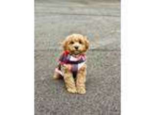 Goldendoodle Puppy for sale in Westerville, OH, USA