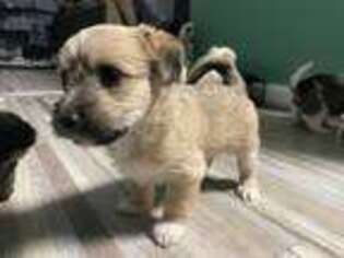 Yorkshire Terrier Puppy for sale in Clarksburg, MD, USA