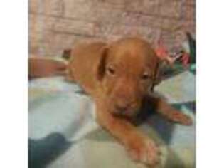 Vizsla Puppy for sale in Columbus, OH, USA