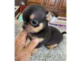 Chihuahua Puppy for sale in Van Buren, IN, USA