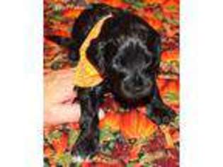 Portuguese Water Dog Puppy for sale in Theodosia, MO, USA