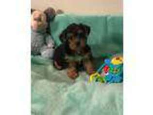 Yorkshire Terrier Puppy for sale in London, AR, USA