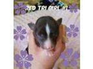 Miniature Australian Shepherd Puppy for sale in Orting, WA, USA