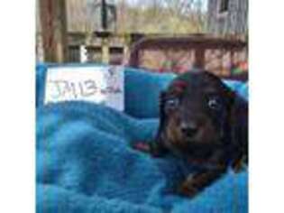 Dachshund Puppy for sale in Greentown, PA, USA