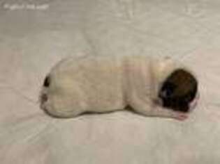 French Bulldog Puppy for sale in Avondale, PA, USA