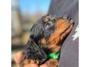 Dachshund Puppy for sale in Newport Beach, CA, USA