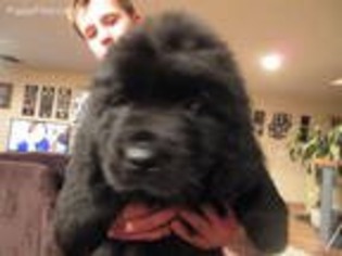 Newfoundland Puppy for sale in Pine River, MN, USA