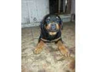 Rottweiler Puppy for sale in Angola, IN, USA