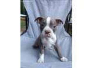 Boston Terrier Puppy for sale in Niangua, MO, USA