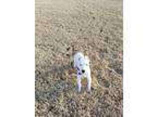 Dogo Argentino Puppy for sale in Atoka, TN, USA