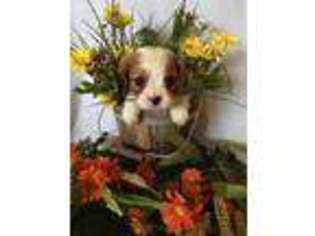 Cavalier King Charles Spaniel Puppy for sale in Taylorsville, KY, USA