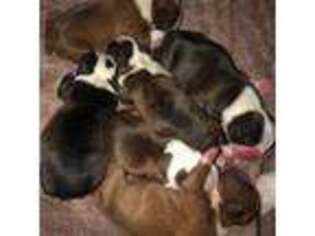 Boston Terrier Puppy for sale in Woodland, CA, USA