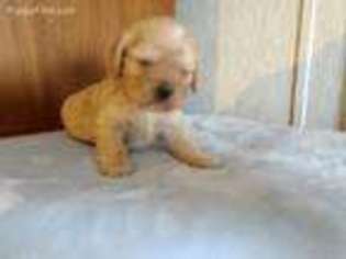 Cocker Spaniel Puppy for sale in Nickelsville, VA, USA