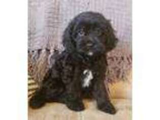 Cavapoo Puppy for sale in Seaman, OH, USA