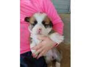 Pembroke Welsh Corgi Puppy for sale in Rock Valley, IA, USA