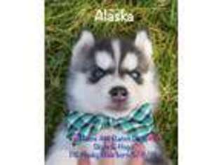 Siberian Husky Puppy for sale in Allerton, IA, USA