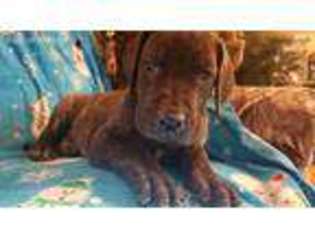 Great Dane Puppy for sale in Wellington, NV, USA