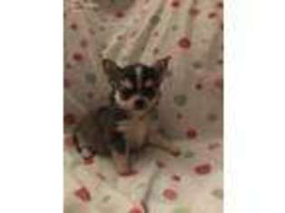 Chihuahua Puppy for sale in Calumet City, IL, USA