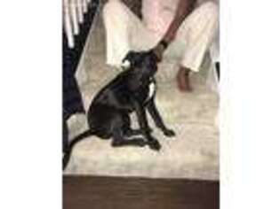 Labrador Retriever Puppy for sale in Clarksburg, MD, USA
