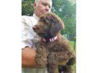 Labradoodle Puppy for sale in Mouth Of Wilson, VA, USA