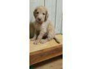 Labradoodle Puppy for sale in Bradford, PA, USA